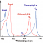 chlorophyll_spectrum.png